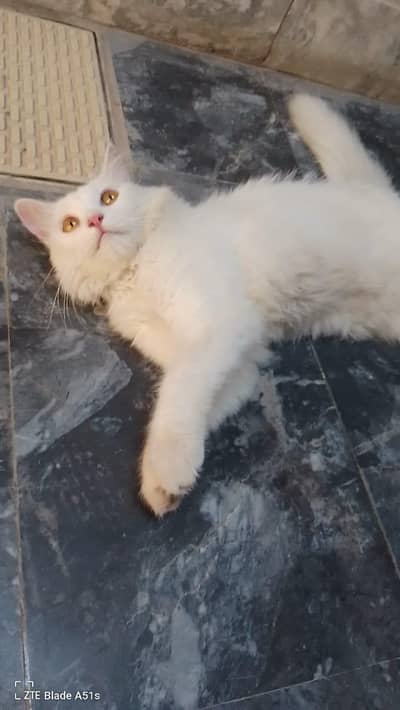 Beautiful White trained Cat