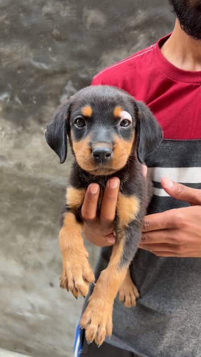 Health and active puppy