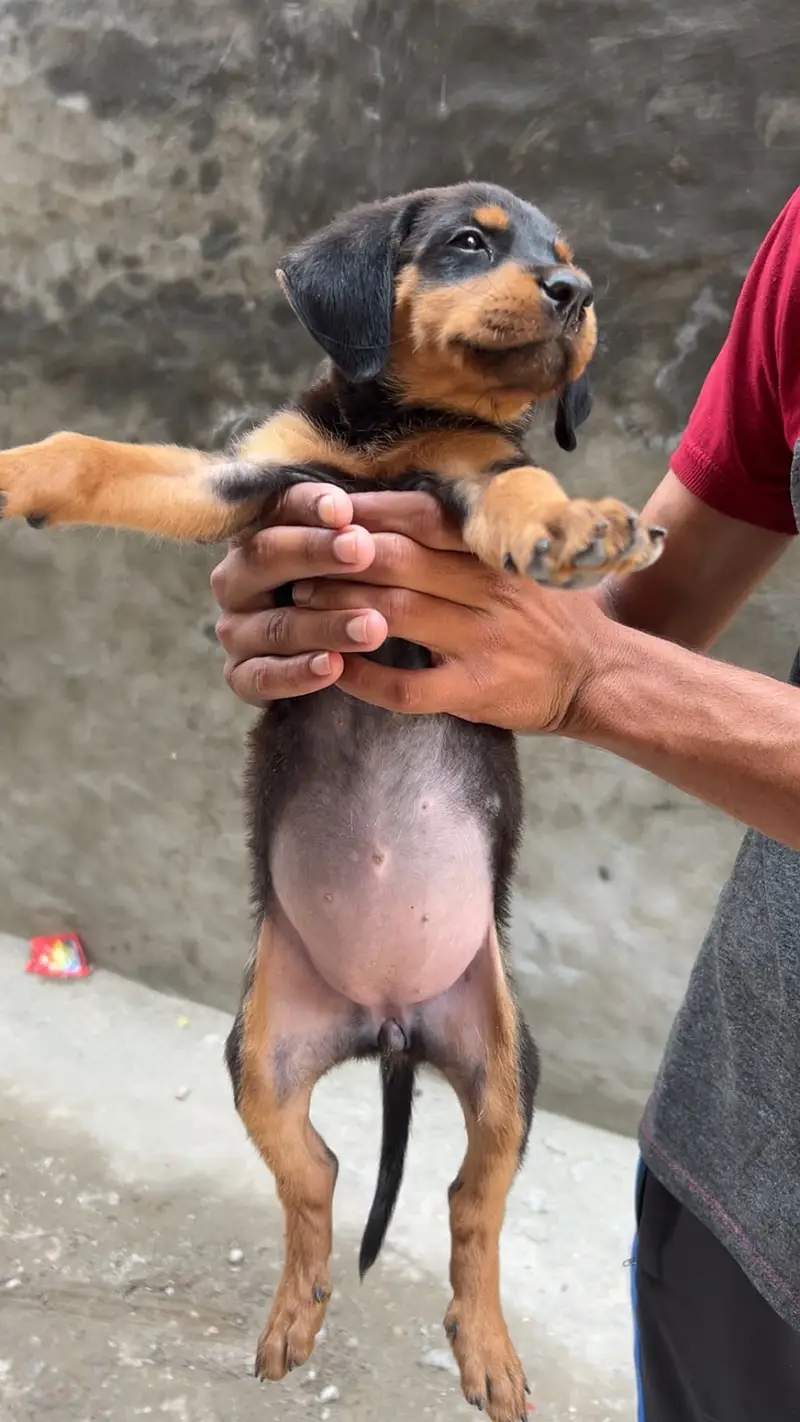 Rottweiler female puppy — photo 2