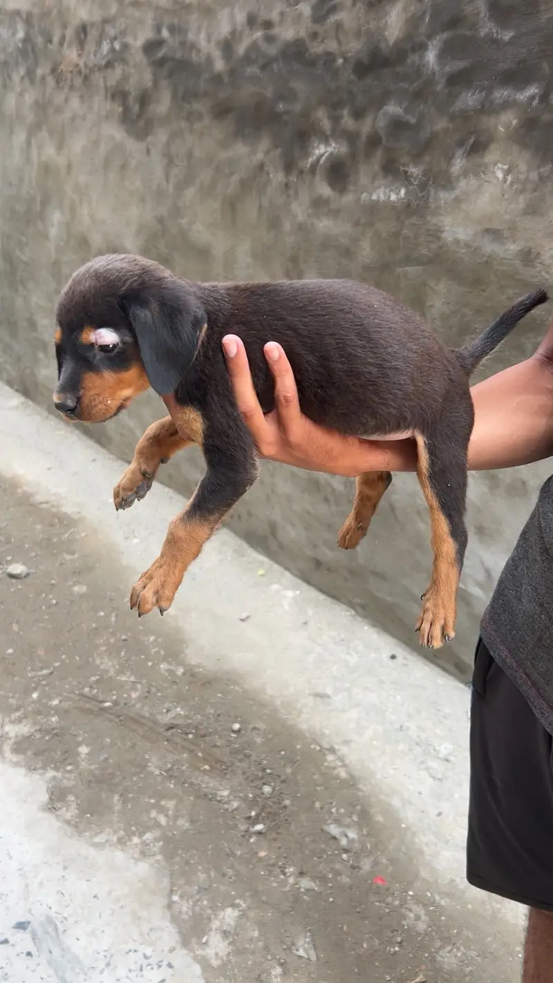 Rottweiler female puppy — photo 3