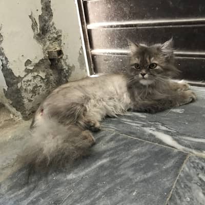 Cat for sale