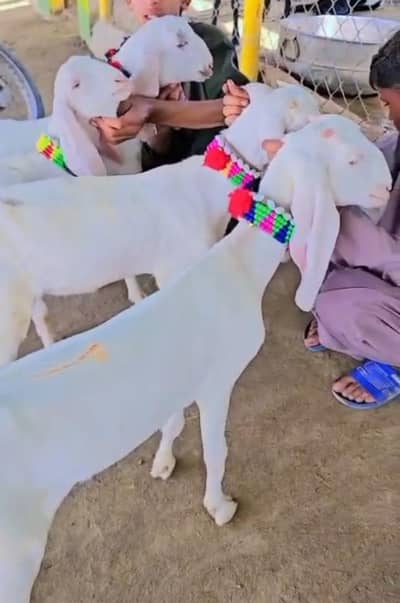 4 Female Goats (Bakriyan) 4 Months Age & 1 Male Goat (Bakra) For Sale