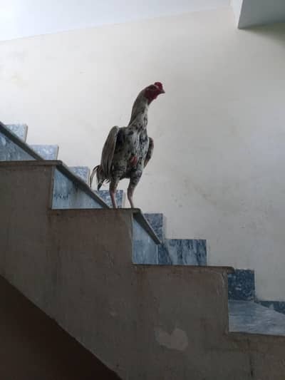 aseel Patha Achi Breed hai