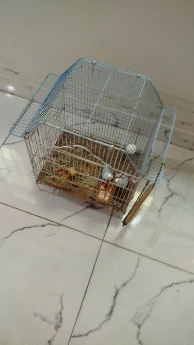 2 beautiful bajri parrot  Available for sale