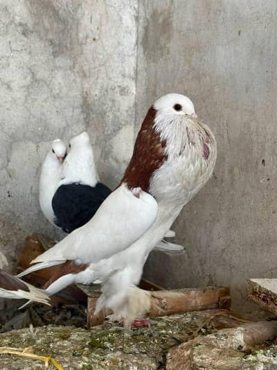 Pure ghubara male for sale