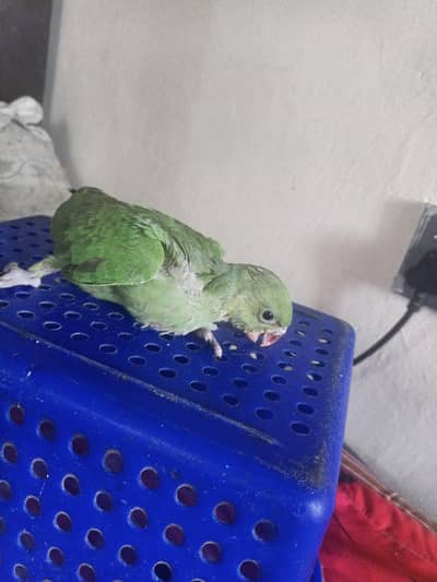 03315360254 beautiful parrot 1 month month katha
