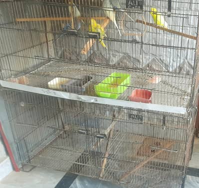 all birds and cage setup for sale