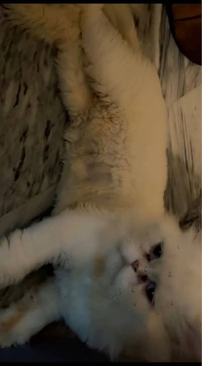 persian cat