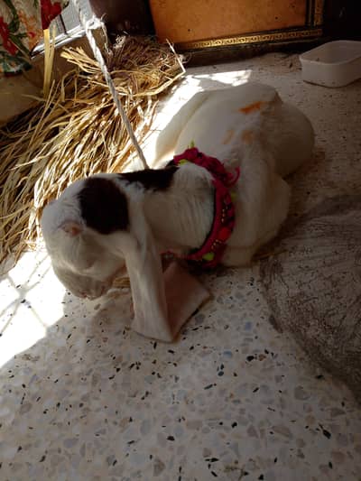 gulabi goat baby