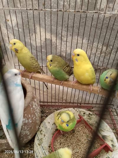 Australian parrots one pair @1000