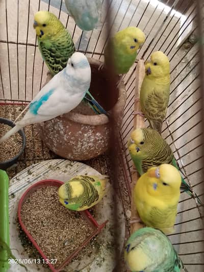 Australian parrots one pair @1000