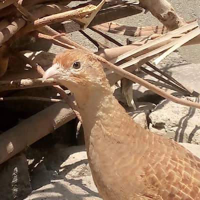 tieteri for sale hai bhi jis Bhai ko chai yo 03065767438