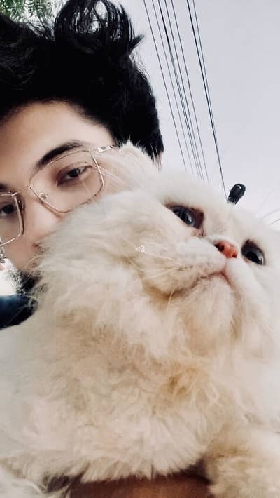 Persian Cat for sale