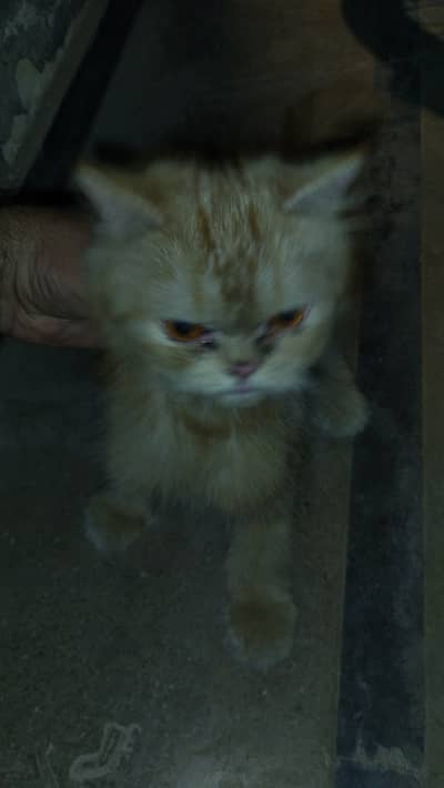 Home cat