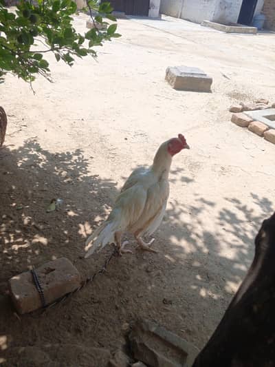Heera breeders for sale