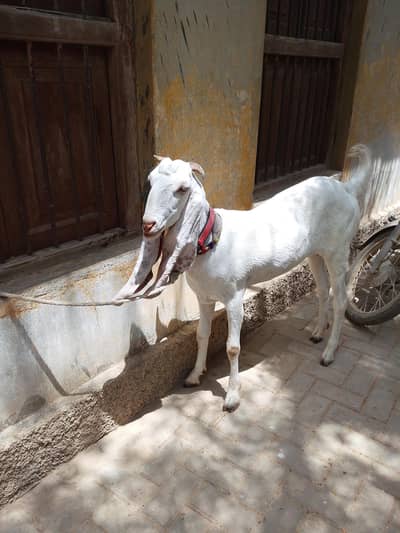 2 dant patt hai gulabi nasal ka hai