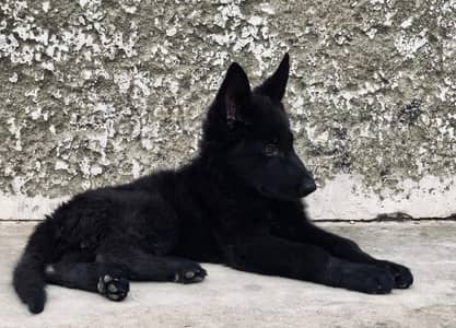 Pure German Shepherd Female Puppy – Black Coat | 3 Months Old