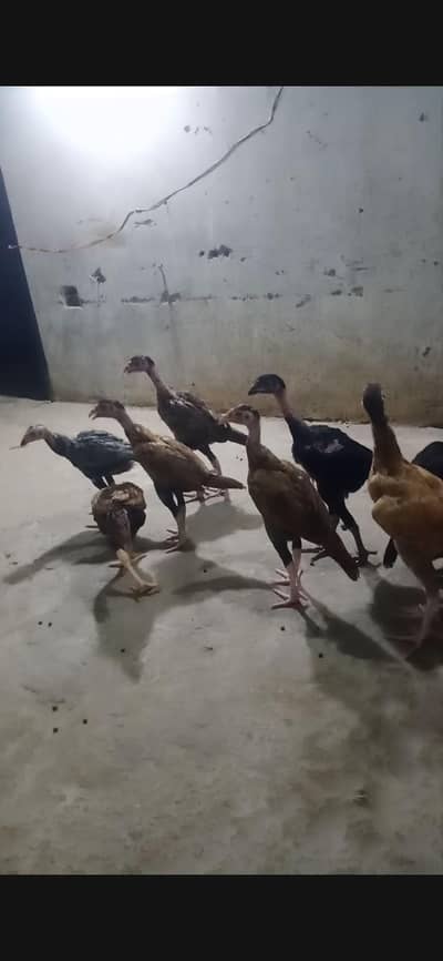Masshallah Pure aseel heavy quality Long higted chicks 03364578464