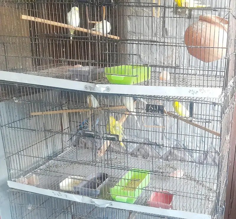 all birds and cage for sale — photo 2