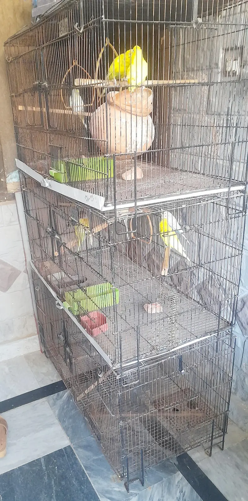 all birds and cage for sale — photo 3