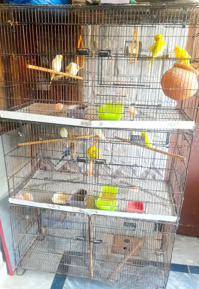 all birds and cage for sale — photo 4