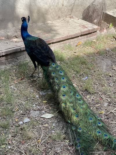 Indian Blue Peacock Breeder Pair