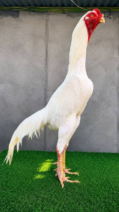 Aseel |shamo |white shamo |coco shamo |heera aseel |white aseel |lakha