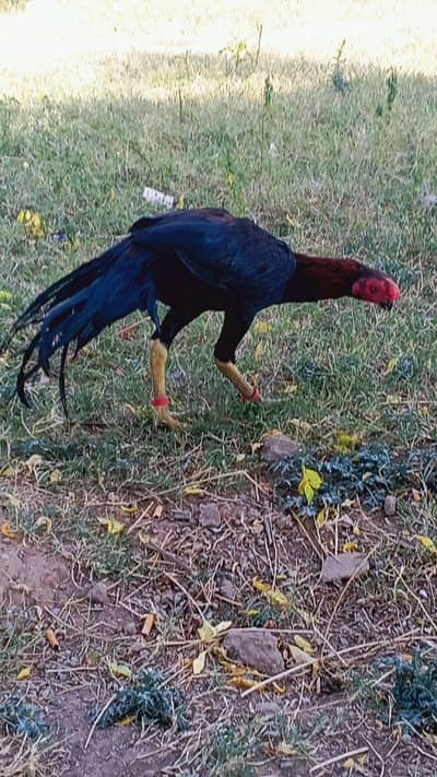 parrot beak