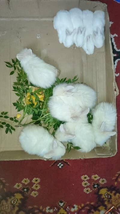 English White Angora