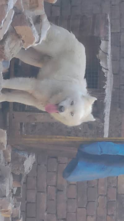 WHITE SIBARIAN HUSKY MALE FOR SELL