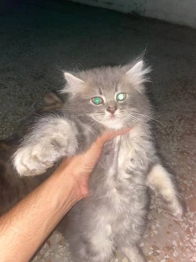 PERSIAN LONG COAT MALE AND FEMALE