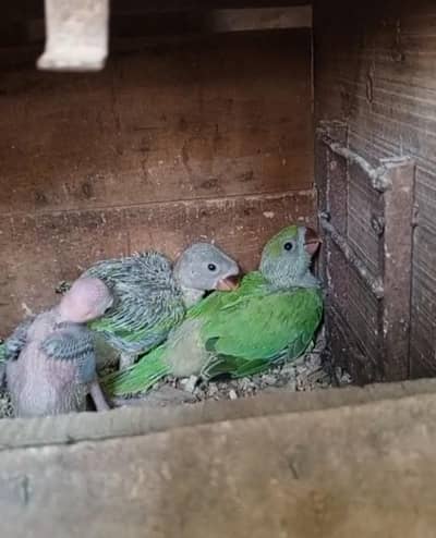 bolny waly green parrot and Cocktail Hand Tame