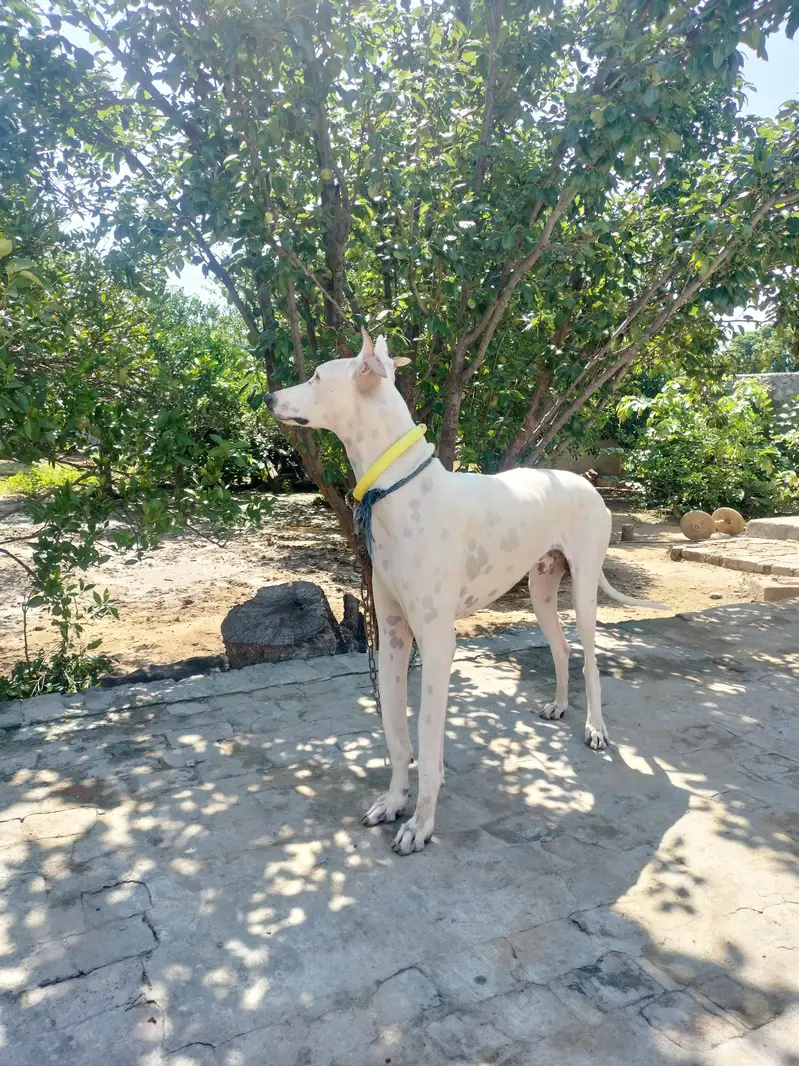 dog for sale — photo 2