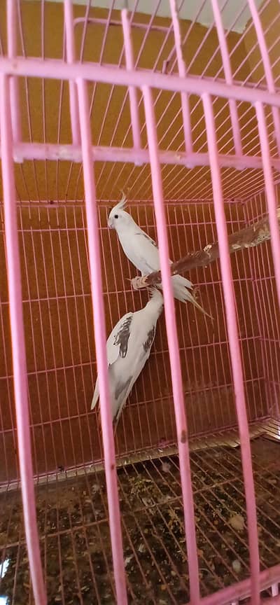 V Pied Pair Split Fellow Mashallah quality speaks for itself