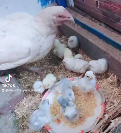 Mashallah pure Heera aseel chiks and egg for sale