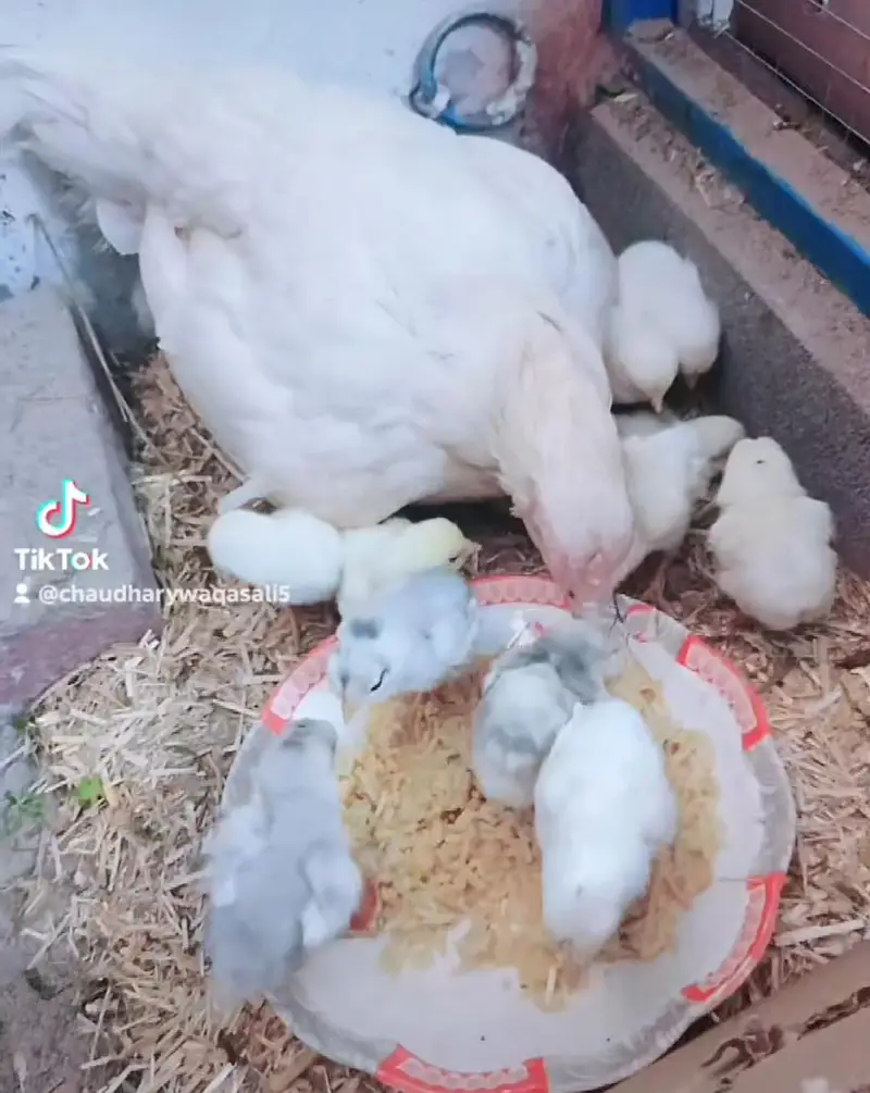 Mashallah pure Heera aseel chiks and egg for sale — photo 4