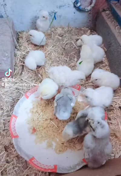 Mashallah pure Heera aseel chiks and egg for sale