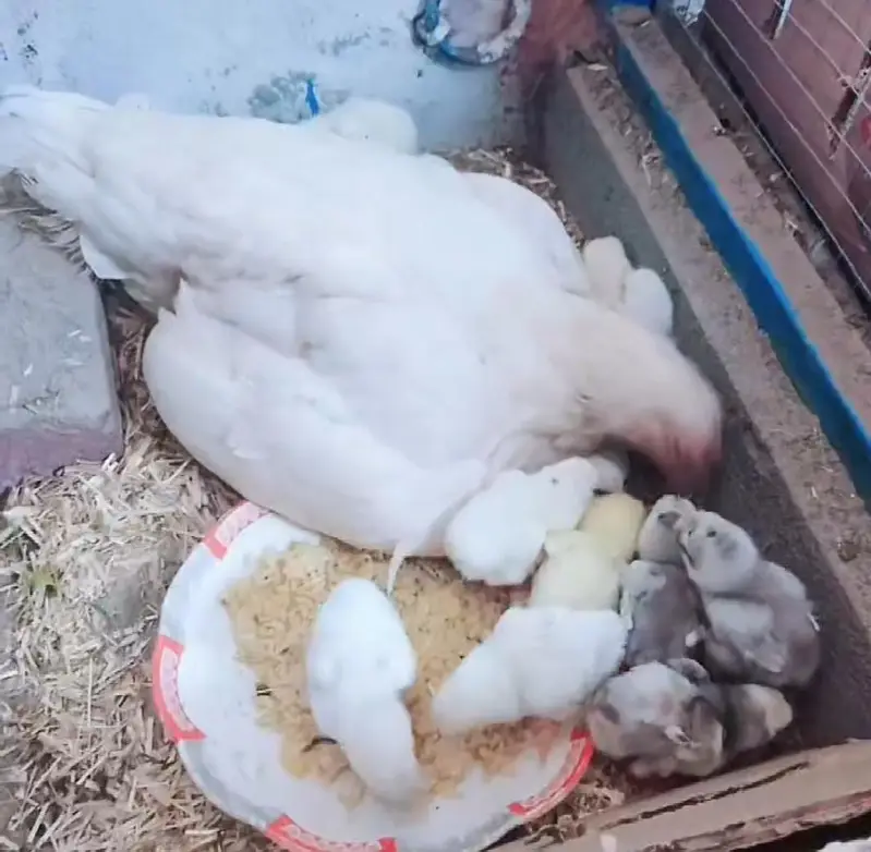 Mashallah pure Heera aseel chiks and egg for sale — photo 5