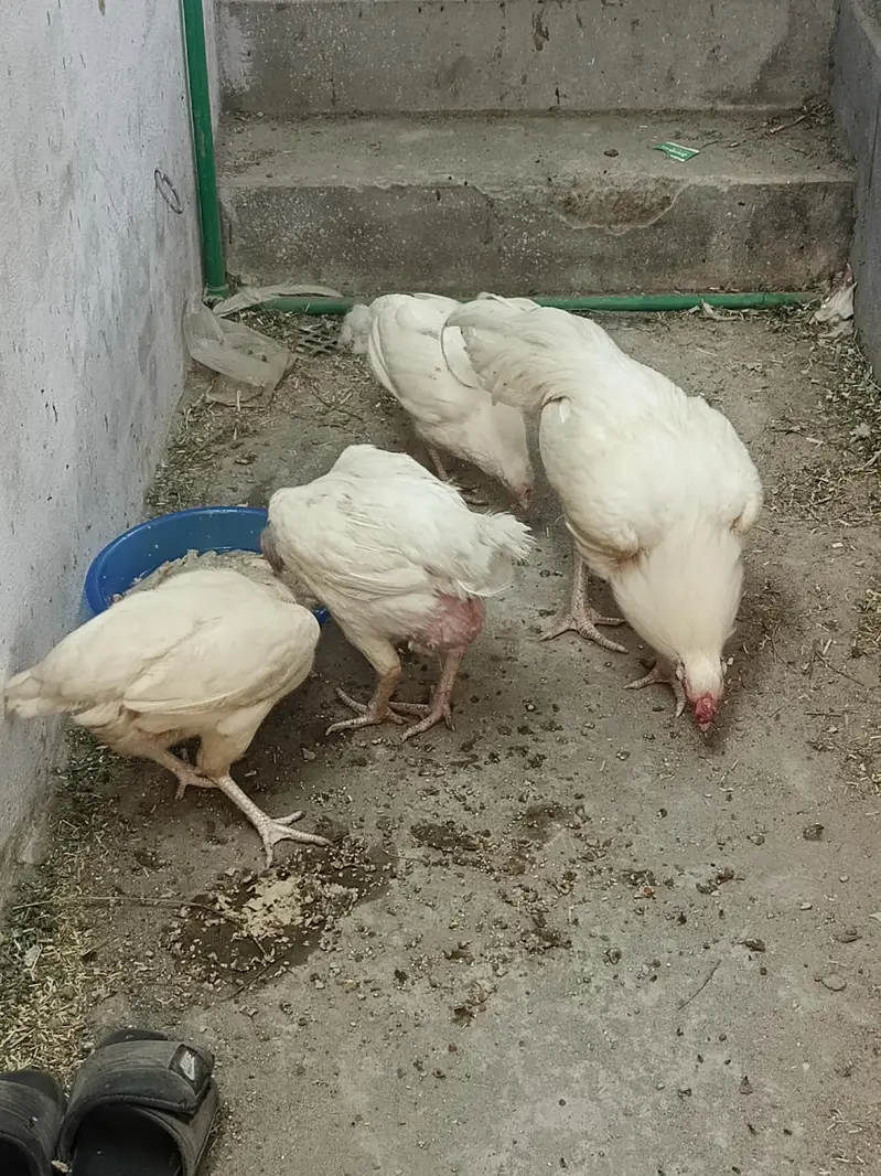 Mashallah pure Heera aseel chiks and egg for sale — photo 11