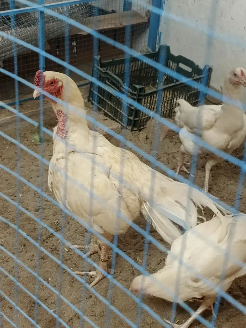 Mashallah pure Heera aseel chiks and egg for sale — photo 12