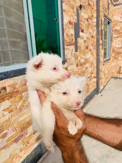 Russian Zero size pink nose puppies