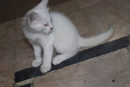 Cute Kittens for Sale