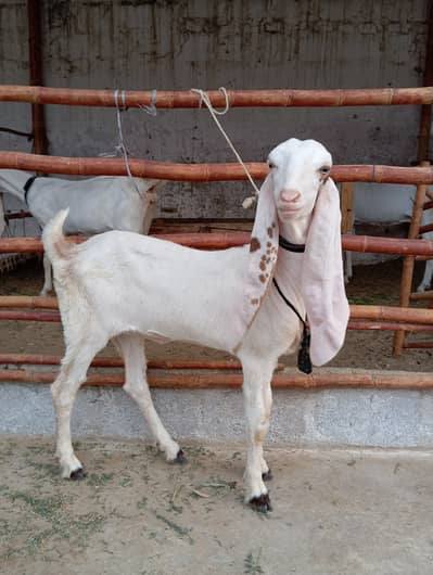 Gulabi Bakri Available For Sale Bachy k Sath