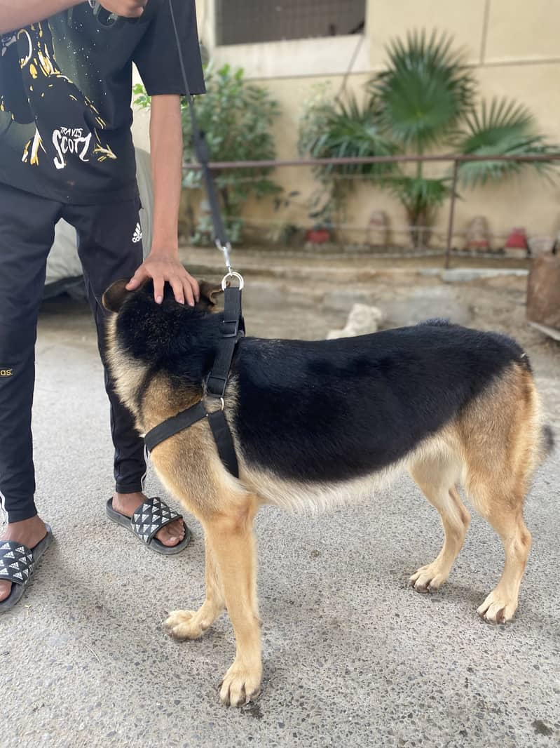 German Shepherd 1