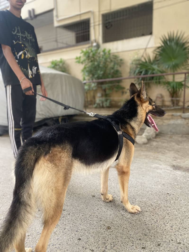 German Shepherd 2