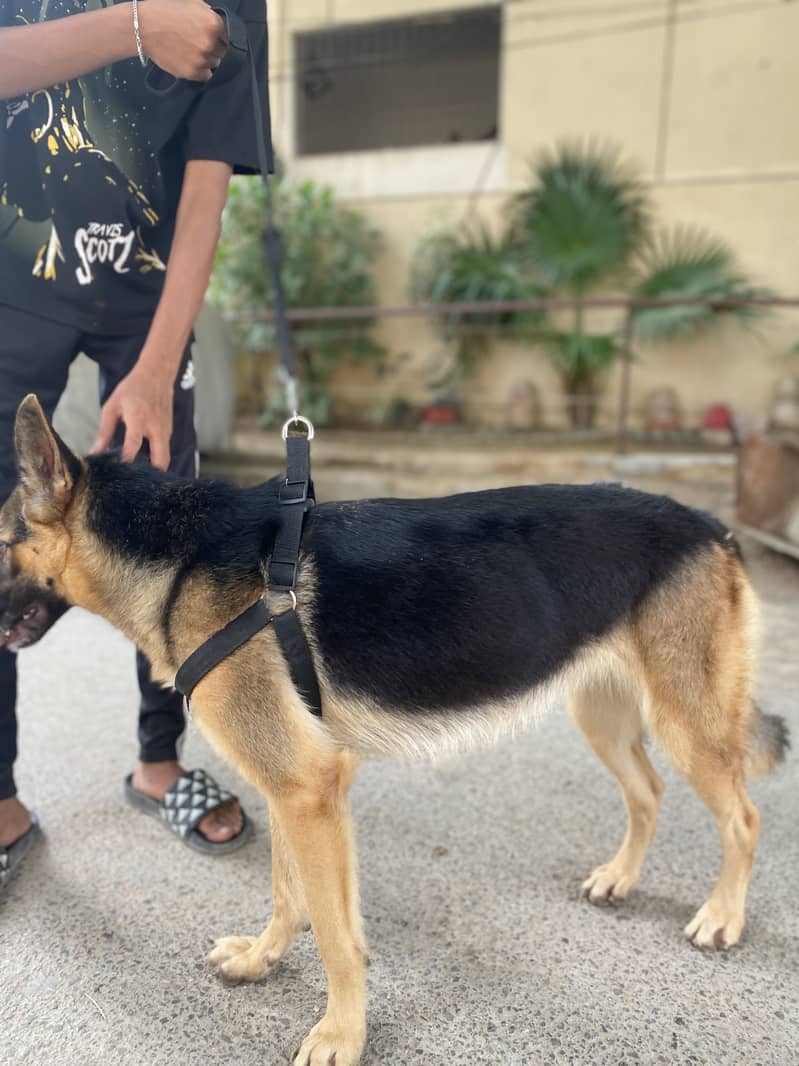 German Shepherd 3