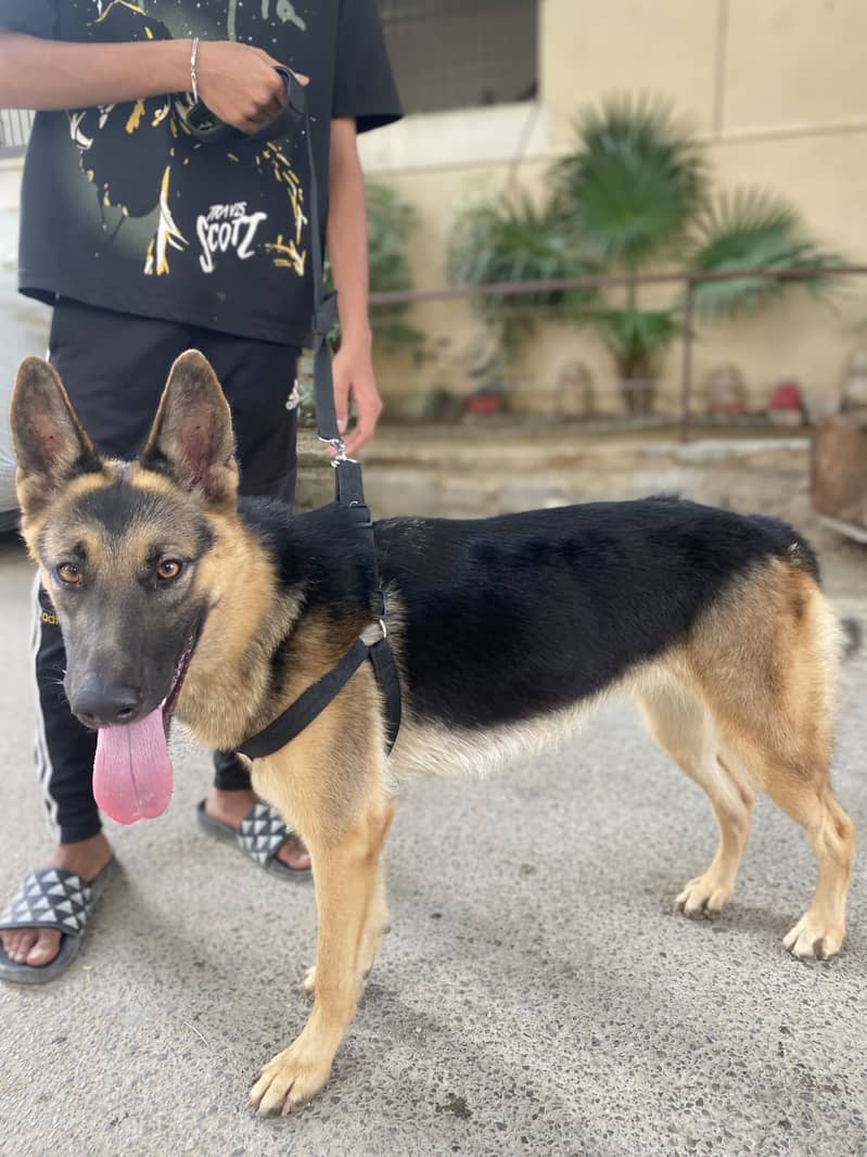 German Shepherd 4