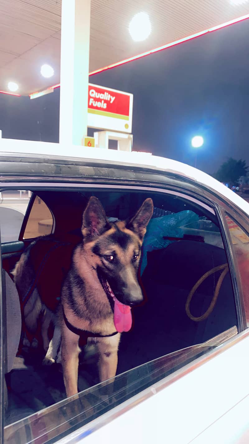 German Shepherd 5