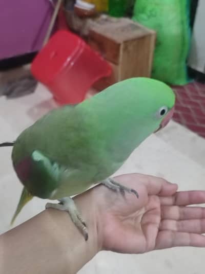 raw Kashmiri Pahari female for sale