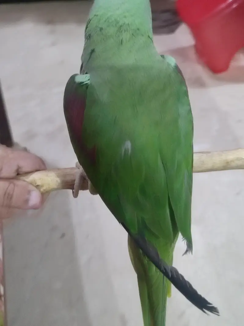 raw Kashmiri Pahari female for sale — photo 4